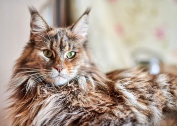 Meet the Biggest Cat in the US