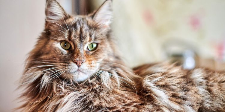 Meet the Biggest Cat in the US