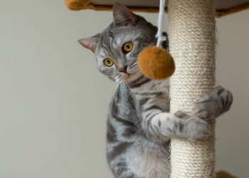 Building Perfect Cat Shelves at Home