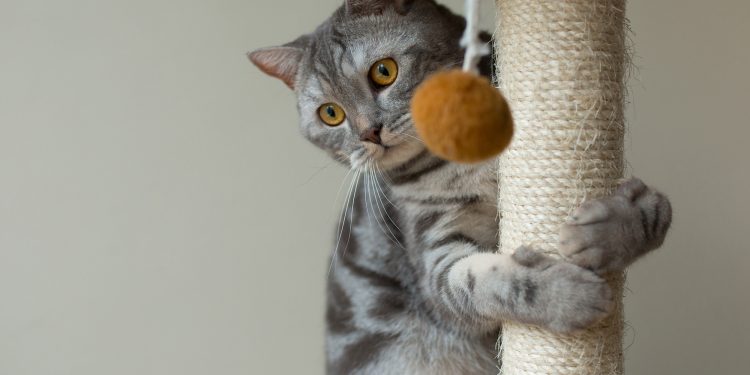 Building Perfect Cat Shelves at Home