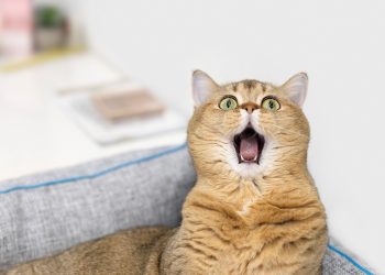 Understanding Caterwauling in Cats