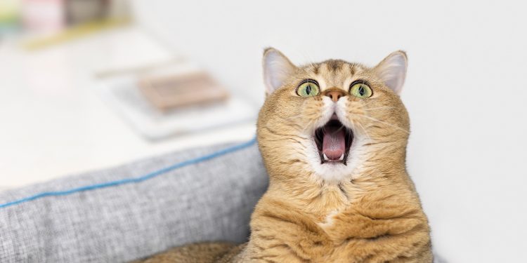 Understanding Caterwauling in Cats