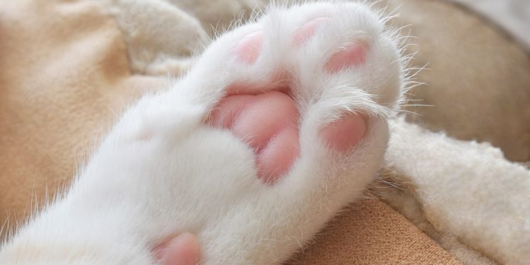 Do cats have 5 or 6 toes?