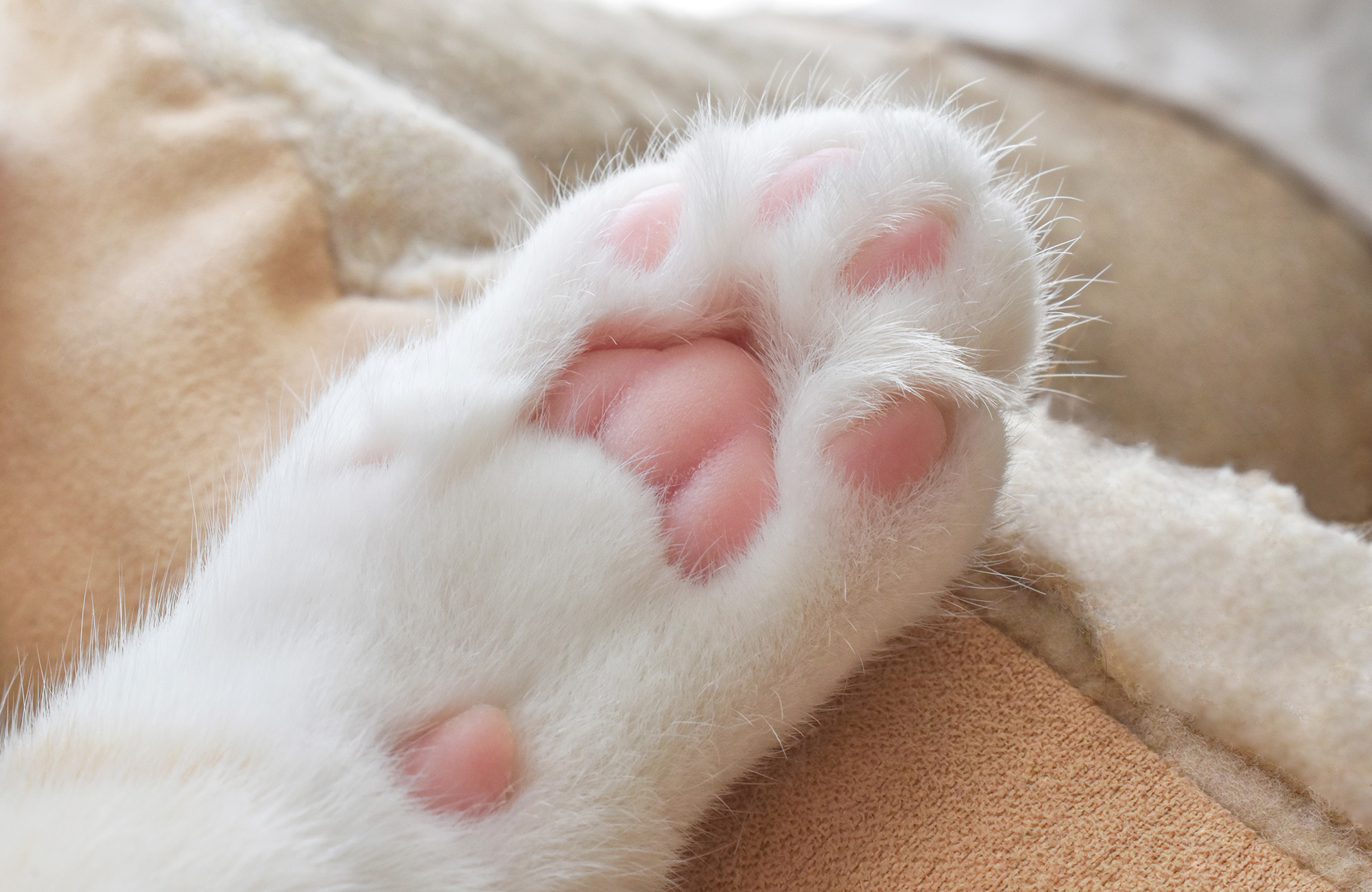 Do cats have 5 or 6 toes?