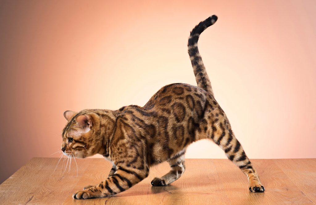 How To Tell If Cat Needs Glands Expressed? YoyiPet