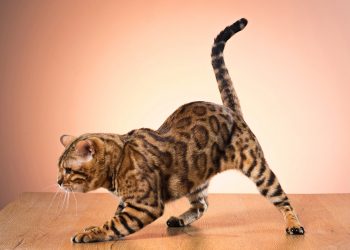 How to tell if cat needs glands expressed?