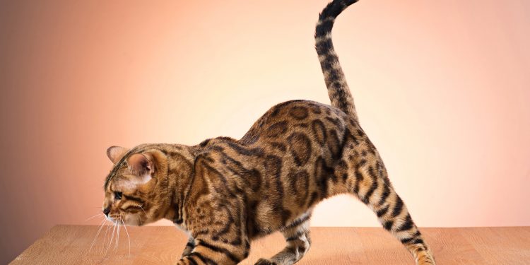 How to tell if cat needs glands expressed?