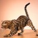 How to tell if cat needs glands expressed?