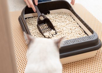 Adorable Cats Fancy and Modern Litter boxes in 2021