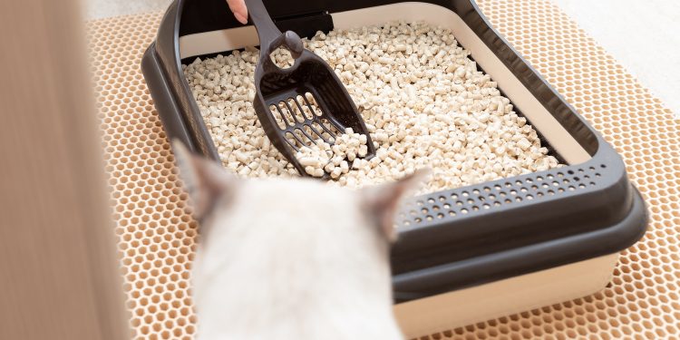 Adorable Cats Fancy and Modern Litter boxes in 2021