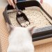 Adorable Cats Fancy and Modern Litter boxes in 2021