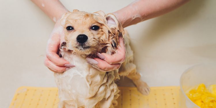 How To Use Hibiscrub on Dogs？