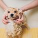 How To Use Hibiscrub on Dogs?