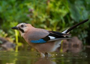 Do birds need water?