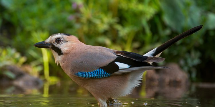 Do birds need water?