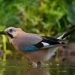 Do birds need water?