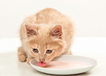 Cat Food Vs. Kitten Food: What's The Difference?