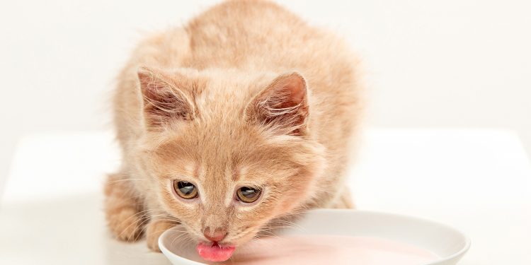 Cat Food Vs. Kitten Food: What's The Difference?