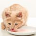 Cat Food Vs. Kitten Food: What's The Difference?