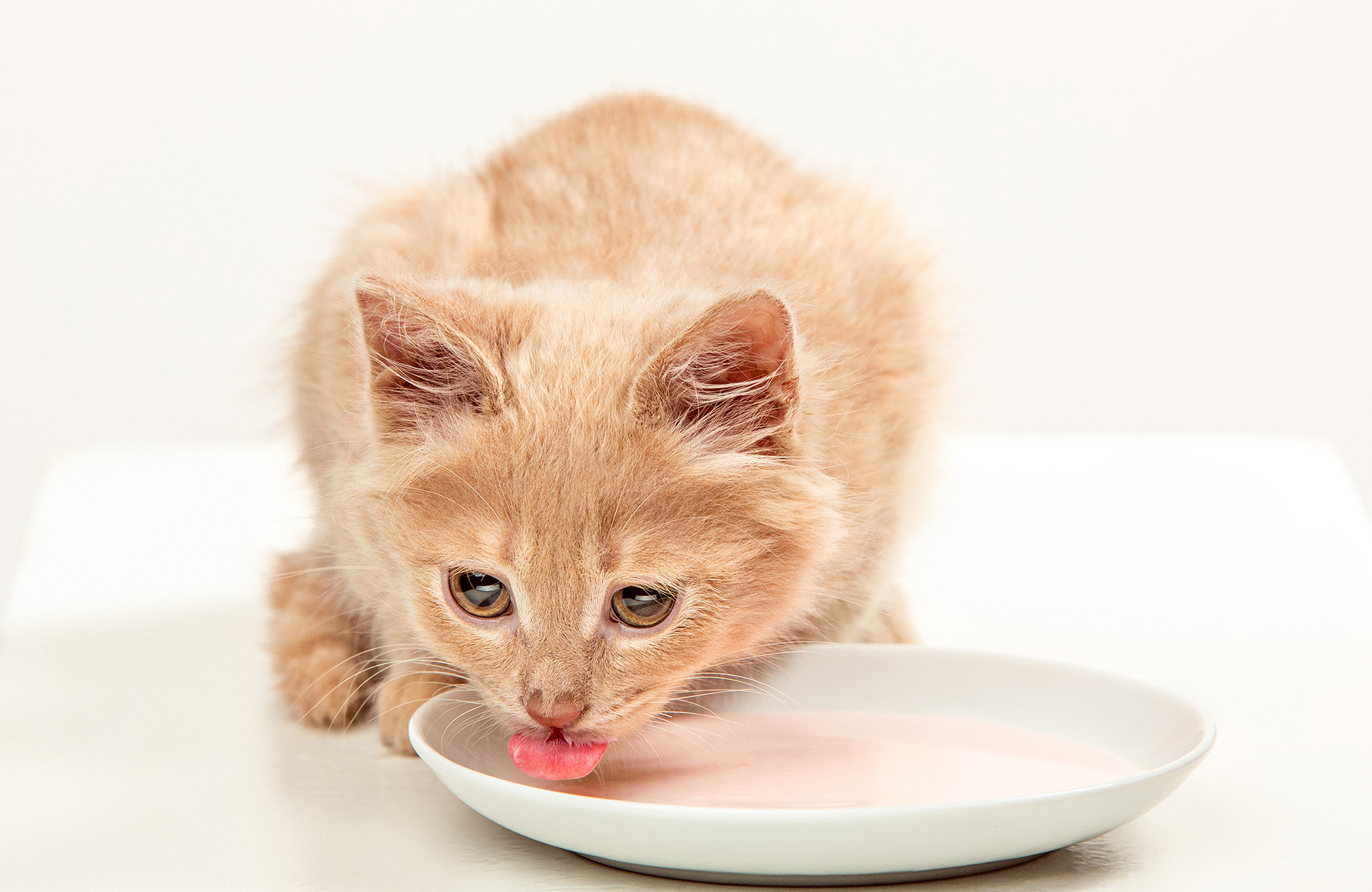 Cat Food Vs. Kitten Food: What's The Difference?