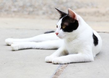 What Breed Is a Black and White Cat？