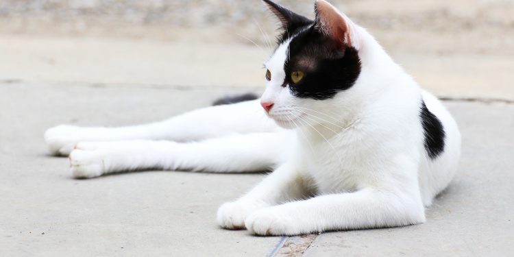 What Breed Is a Black and White Cat？