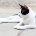 What Breed Is a Black and White Cat?