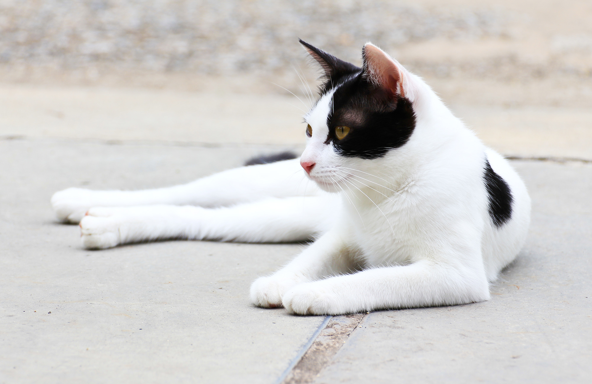 What Breed Is a Black and White Cat？