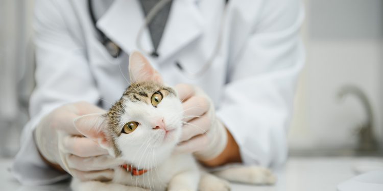 Can Cats Have Down Syndrome?