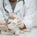 Can Cats Have Down Syndrome?