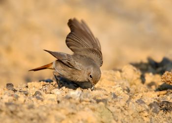 Where to take an injured bird near me?