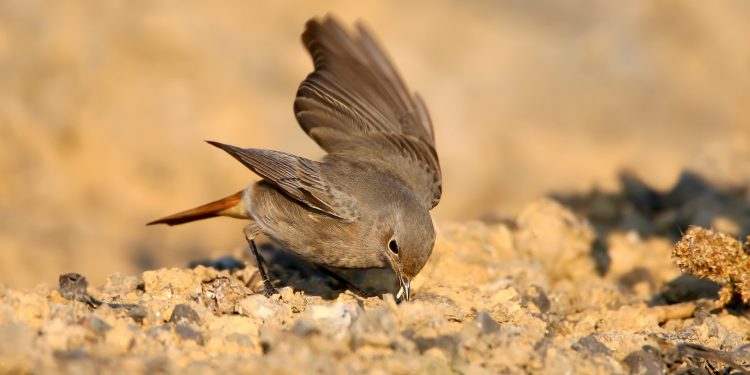 Where to take an injured bird near me?