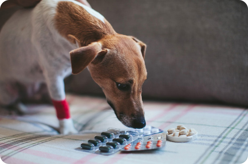 how-to-get-a-dog-to-eat-while-on-antibiotics-yoyipet