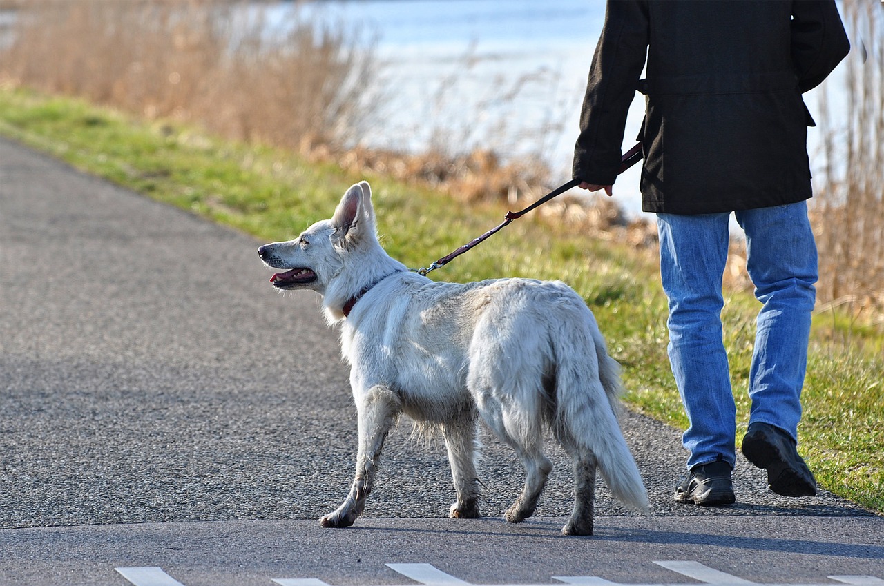 What Do You Do If an Off-Leash Dog Approaches You While You Are Walking a Dog?