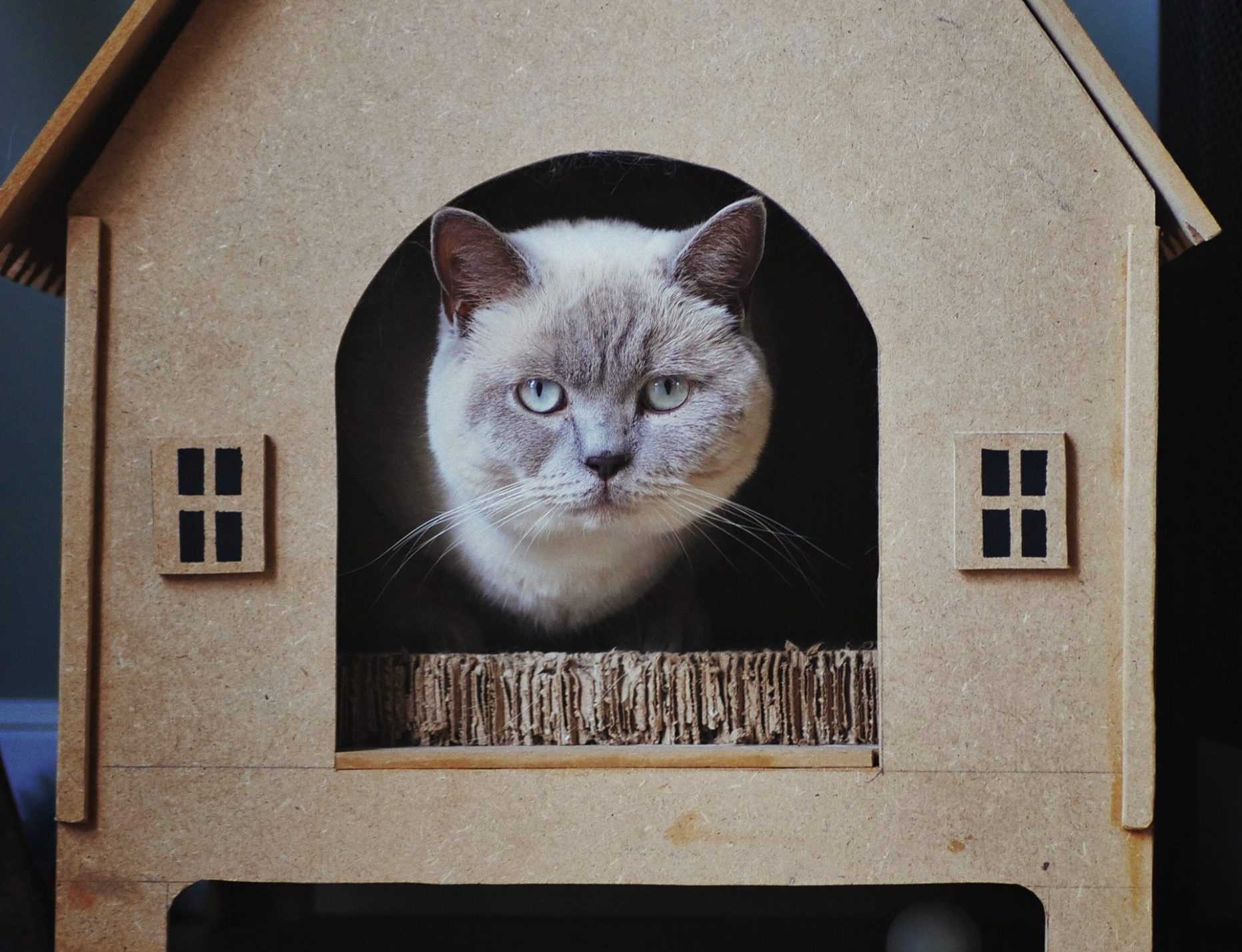 top 5 cat house