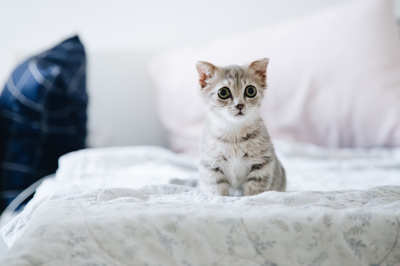 How to Stop a Cat from Peeing on the Bed?