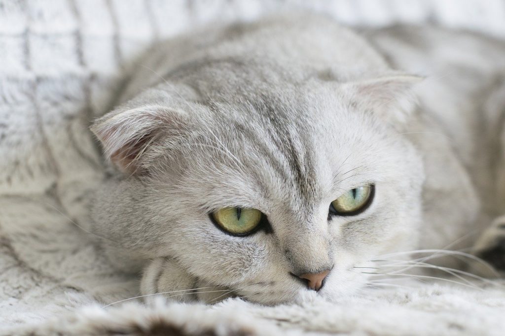The Fluffy World Of Grey Cats YoyiPet