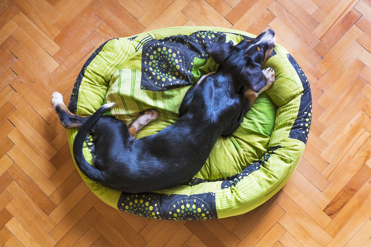 Comfortable Dog Beds for 2021