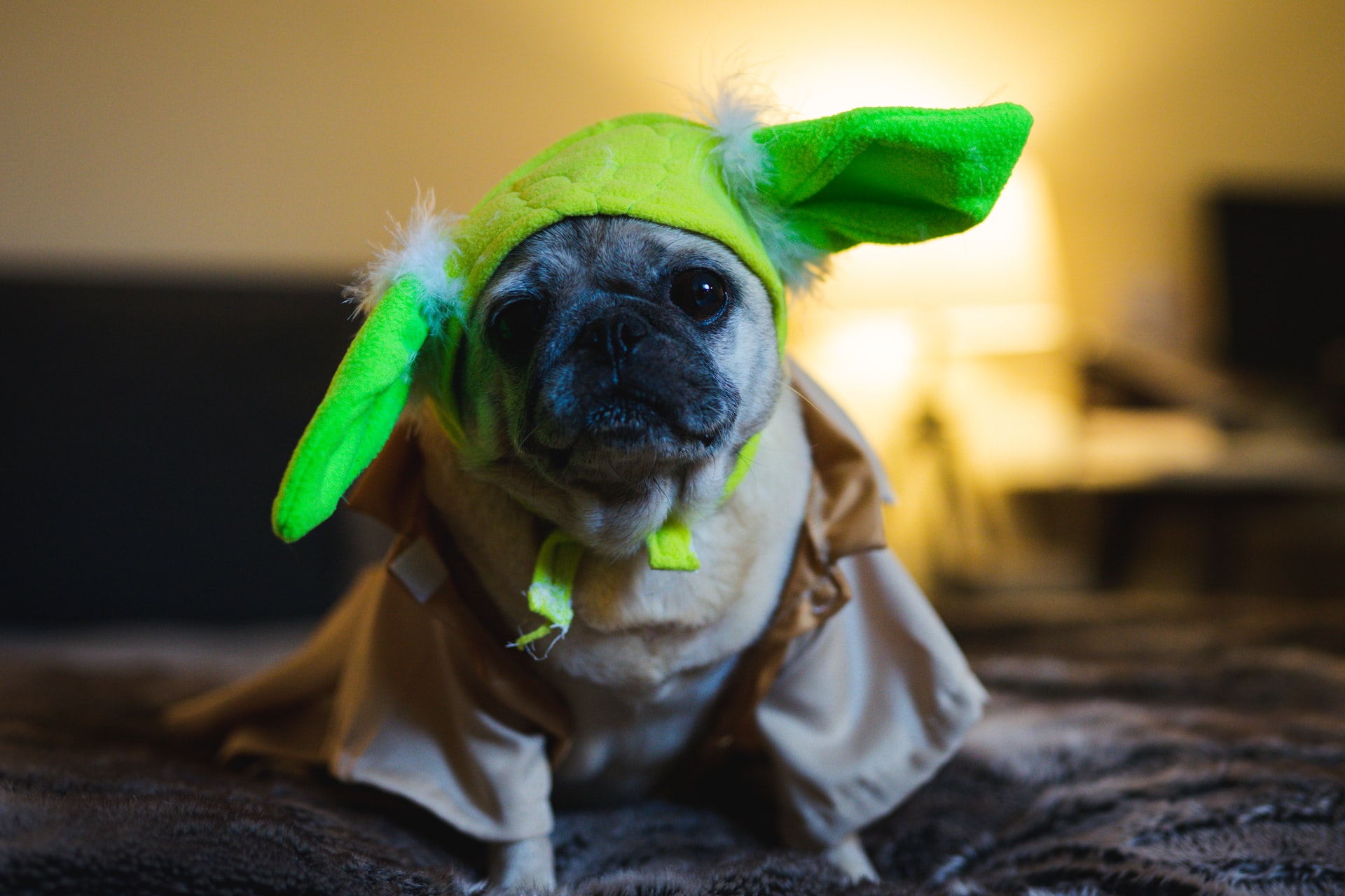The Best Dog Costumes for 2021