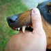 Can You Drink Alcohol After Dog Bite?