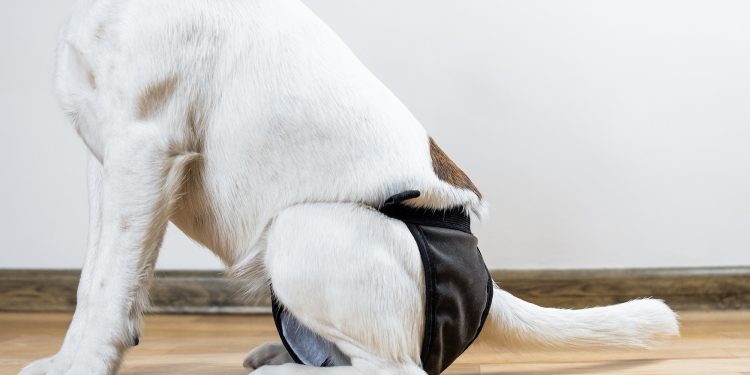 Can a Dog Wear a Diaper After Neutering?