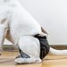 Can a Dog Wear a Diaper After Neutering?