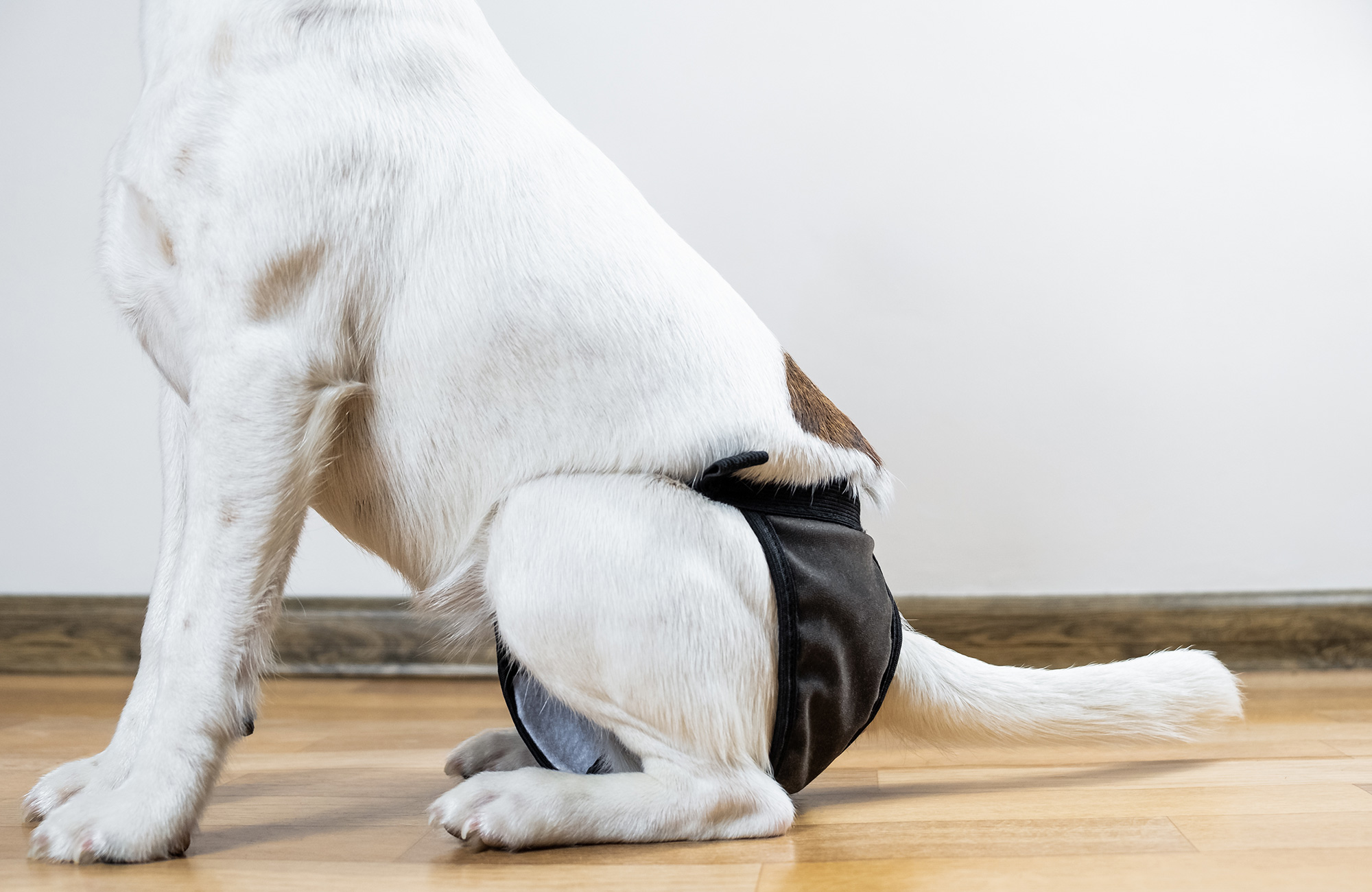 Can a Dog Wear a Diaper After Neutering?
