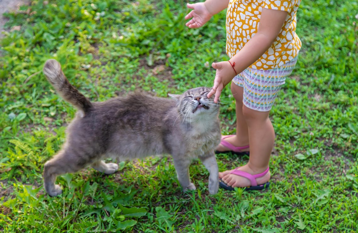 What Does It Mean When A Cat Headbutts You YoyiPet what-does-it-mean-when-a-cat-headbutts-you-yoyipet