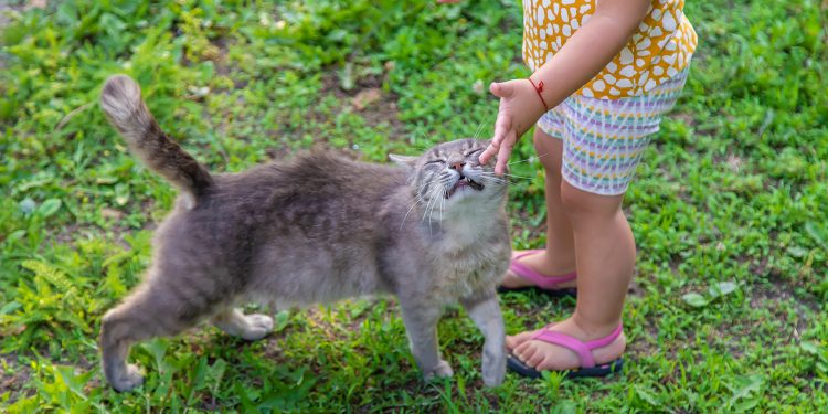 What does it mean when a cat headbutts you?