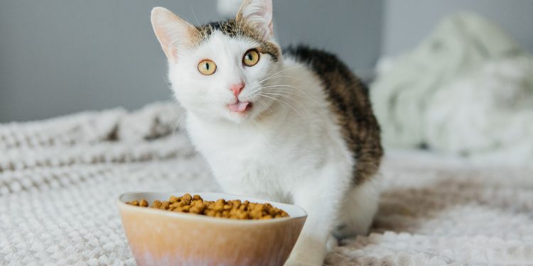 Why Cat Food Smells Bad ？