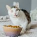 Why Cat Food Smells Bad ?
