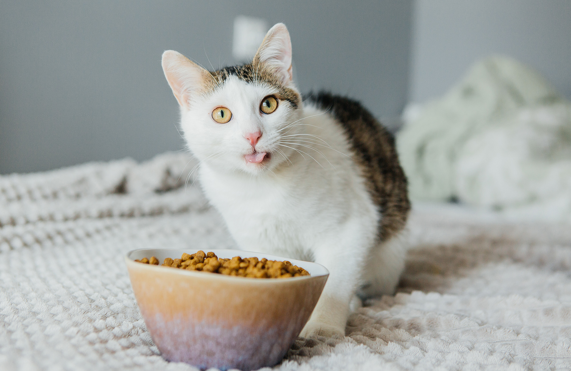 Why Cat Food Smells Bad ？