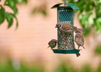 How do birds find bird feeders?
