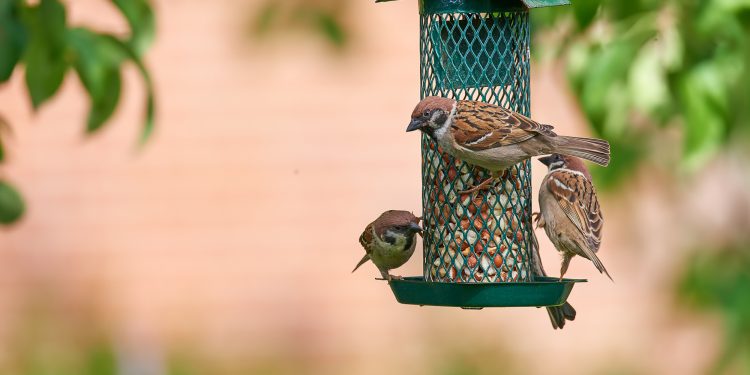 How do birds find bird feeders?